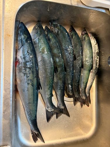 サクラマスの釣果