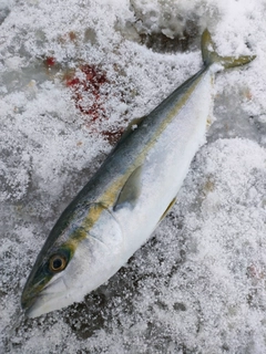 フクラギの釣果