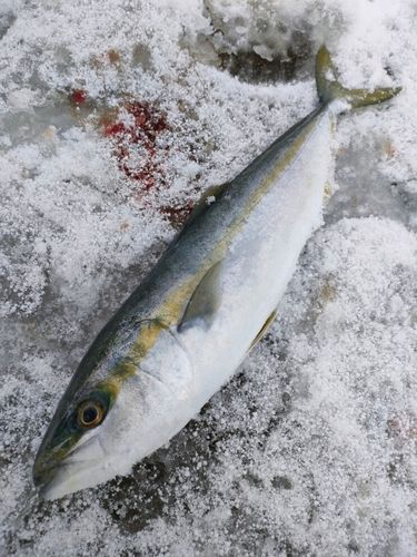 フクラギの釣果