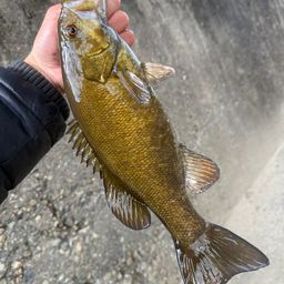 スモールマウスバス