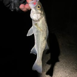 セイゴ（タイリクスズキ）