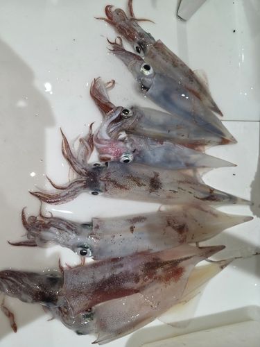 ヤリイカの釣果