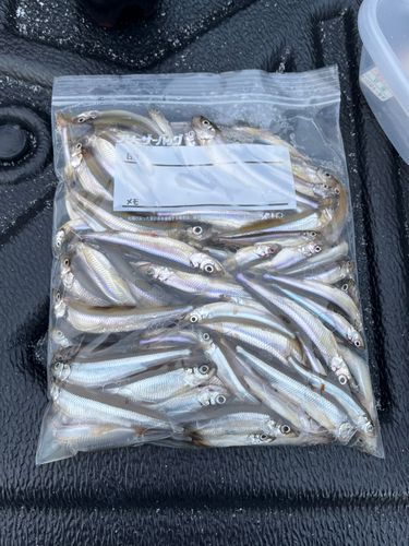 ワカサギの釣果