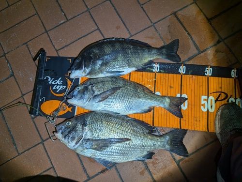 クロダイの釣果