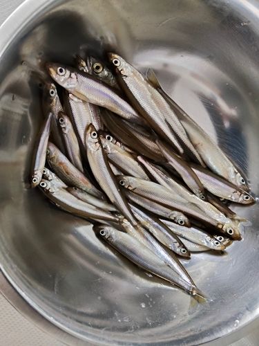 ワカサギの釣果