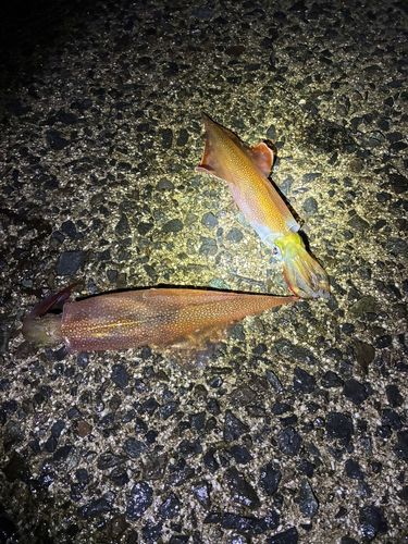 ヤリイカの釣果