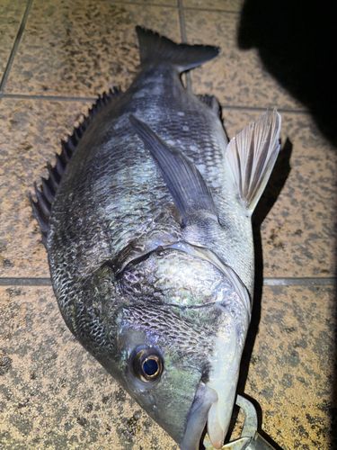 クロダイの釣果