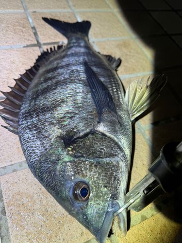 クロダイの釣果