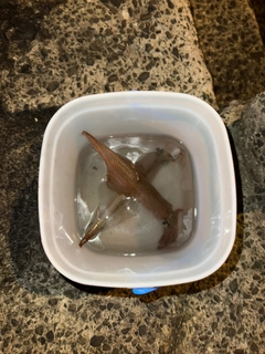 ヤリイカの釣果