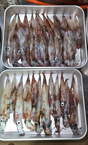 ヤリイカの釣果