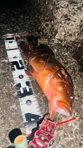 キジハタの釣果