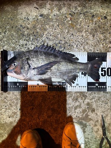 碧南海釣り公園