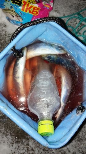 イワシの釣果