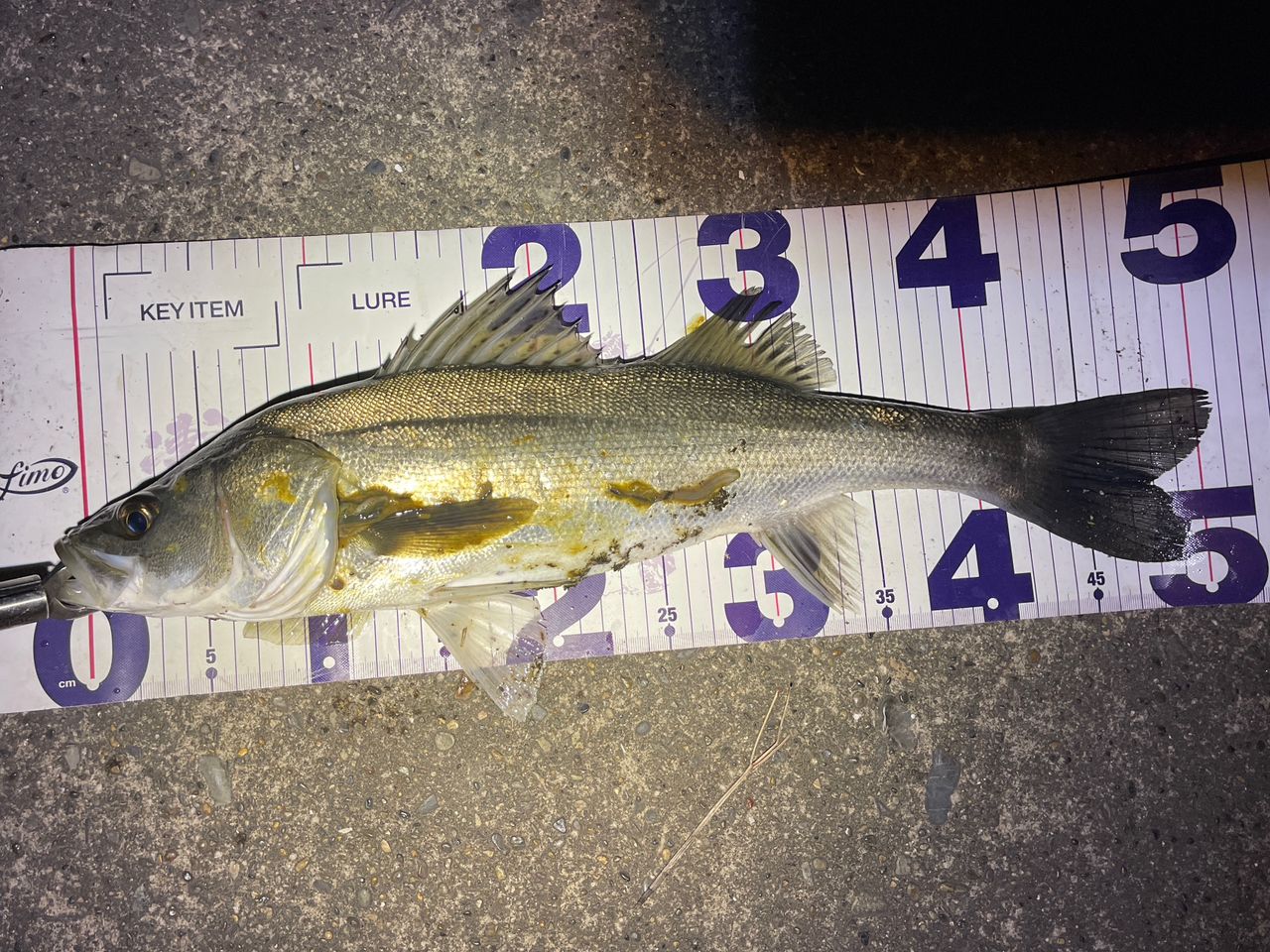 フッコ（マルスズキ）