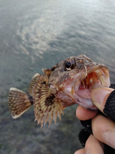 アラカブの釣果