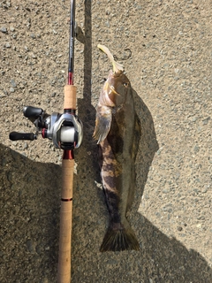 アイナメの釣果