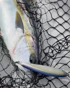 ヒラマサの釣果