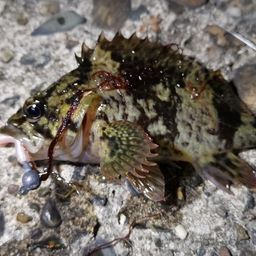 タケノコメバル