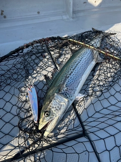 サワラの釣果