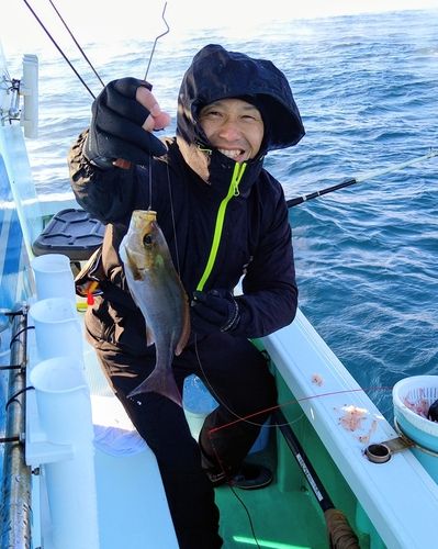 イサキの釣果