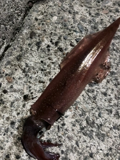 ヤリイカの釣果