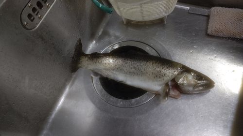 日本イワナセンター