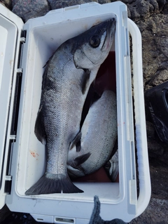ヒラスズキの釣果