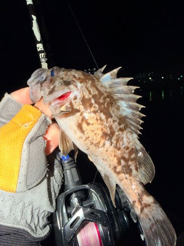 ベッコウゾイの釣果