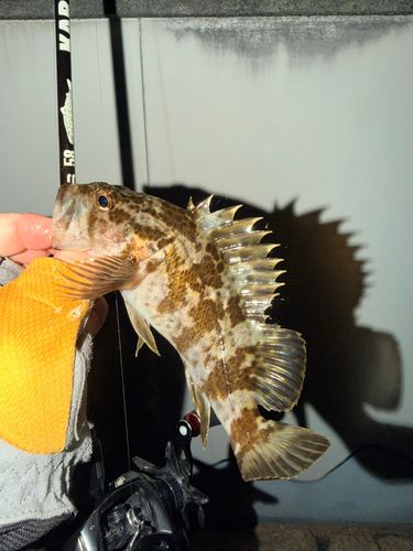 ベッコウゾイの釣果