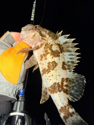 ベッコウゾイの釣果