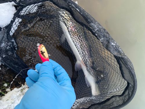 ニジマスの釣果