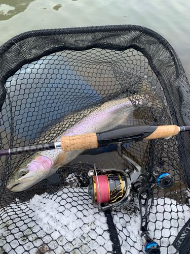 ニジマスの釣果