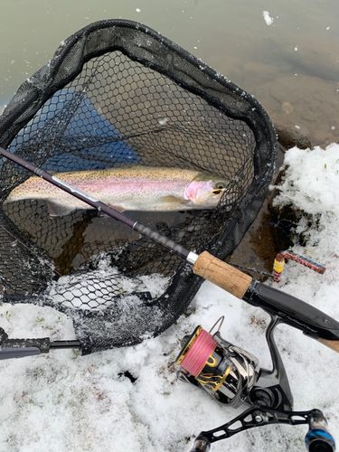 ニジマスの釣果