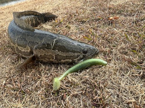 ライギョの釣果