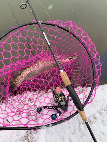 ニジマスの釣果