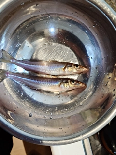 キスの釣果
