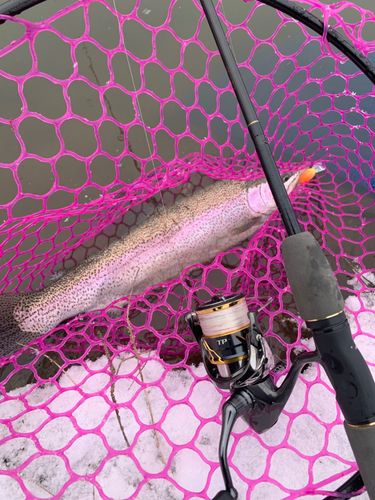 ニジマスの釣果