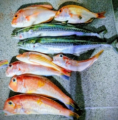 アカアマダイの釣果