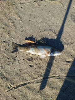 セイゴ（ヒラスズキ）の釣果