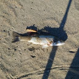 セイゴ（ヒラスズキ）