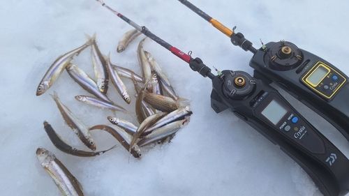 ワカサギの釣果