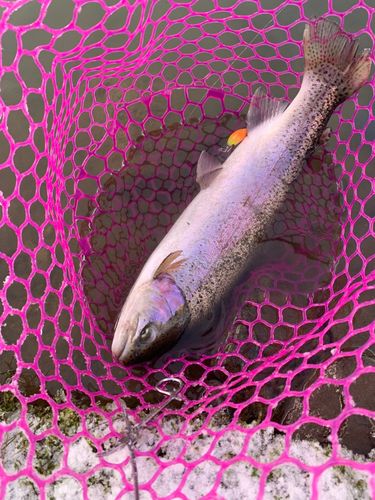 ニジマスの釣果