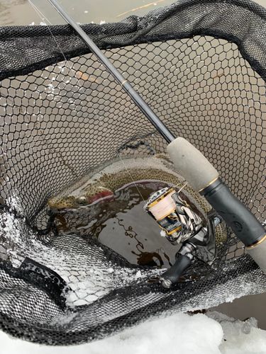 ニジマスの釣果