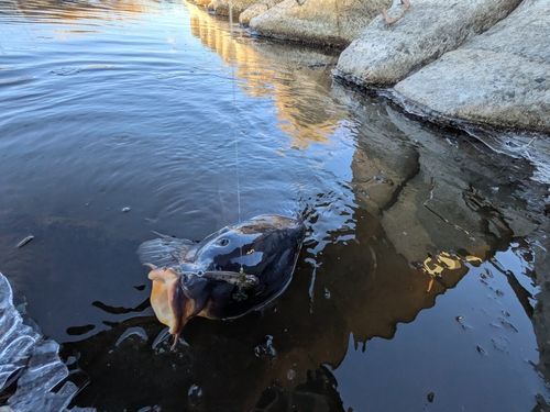 コイの釣果