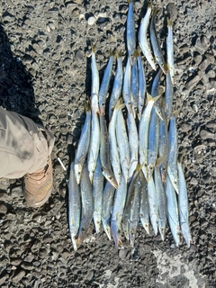 カマスの釣果