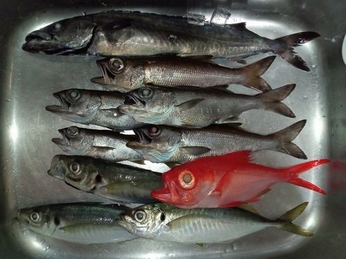 スミヤキの釣果