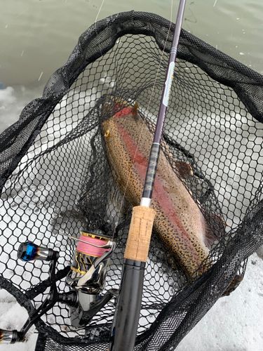 ニジマスの釣果