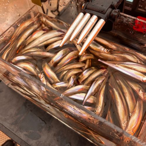 ワカサギの釣果