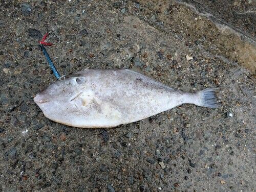 カワハギの釣果