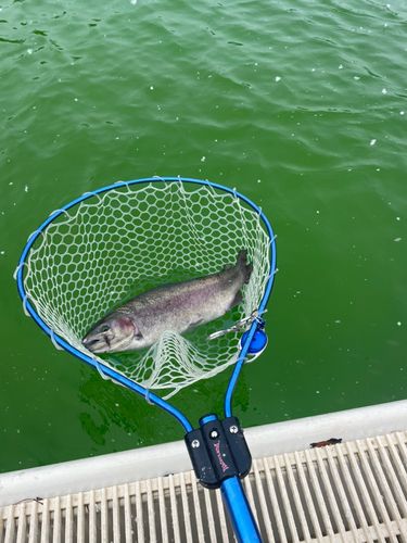 ニジマスの釣果